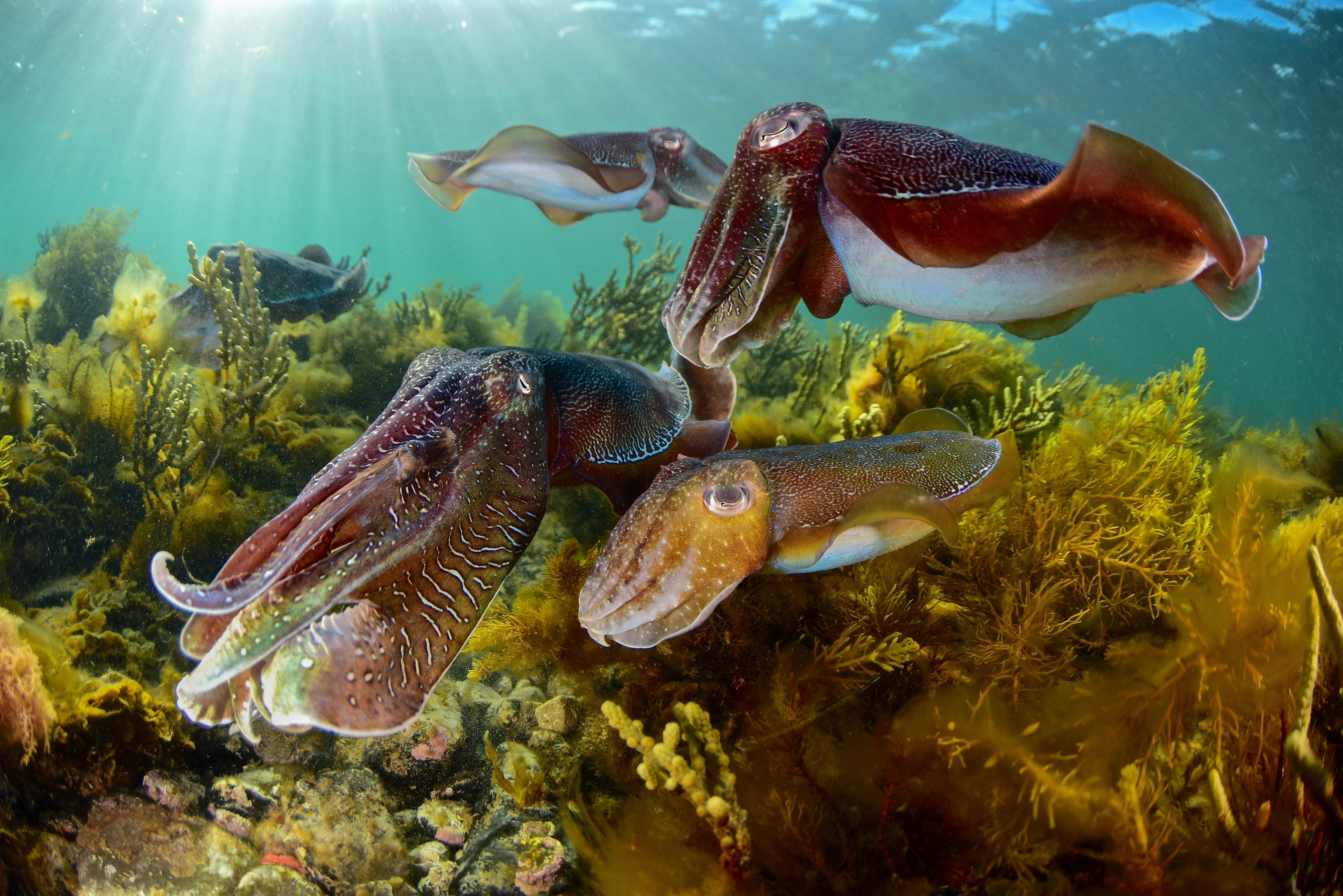 Cuttlefish Festival