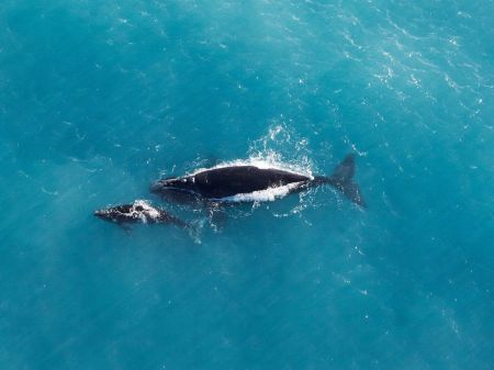 Southern Right whales Victor Harbor