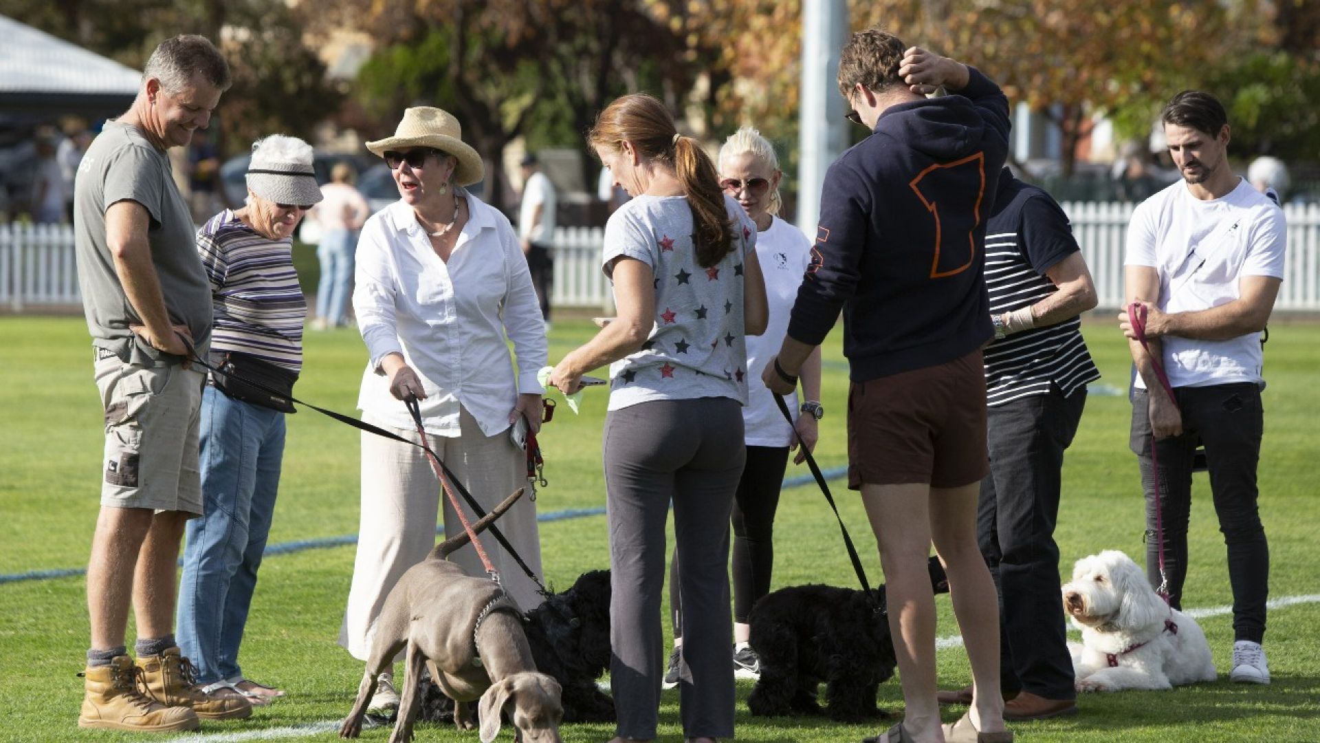 Group of owners with their dogs standing around chatting on green grassy oval on sunny day with trees and white picket fence in the distance.